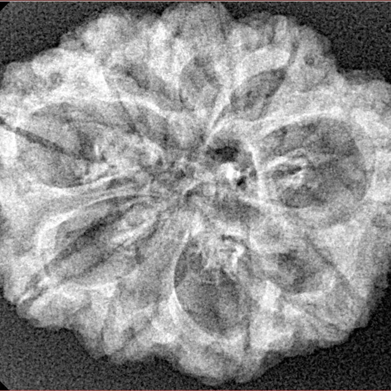 9 Mukhi Rudraksha 29mm 4.32gm - Xray