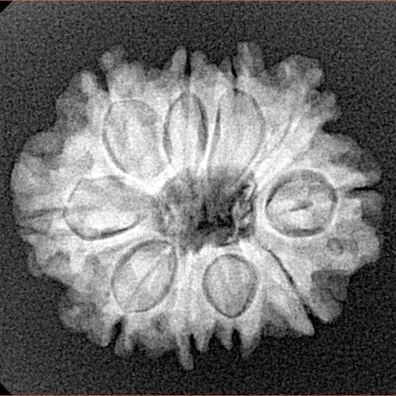 10 Mukhi Rudraksha 23.6mm 3.49gm - Xray