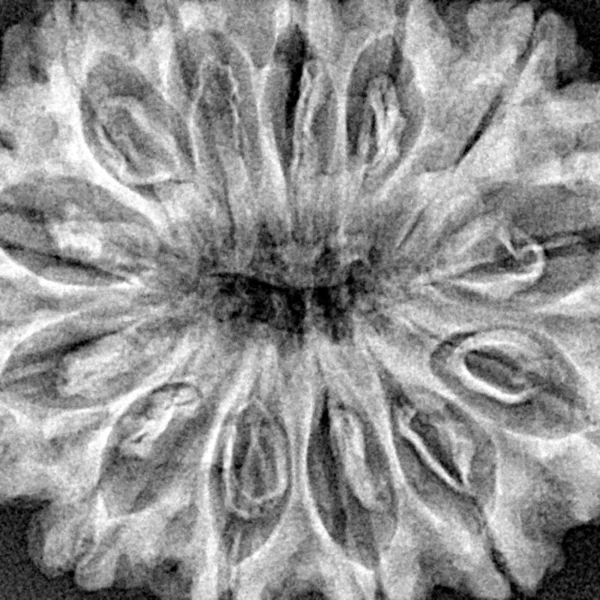 13 Mukhi Rudraksha 33.7mm 7.4gm - Xray