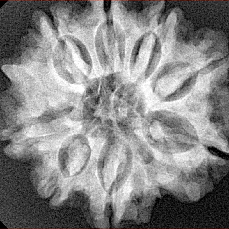 8 Mukhi Rudraksha 26.7mm 5.54gm - Xray