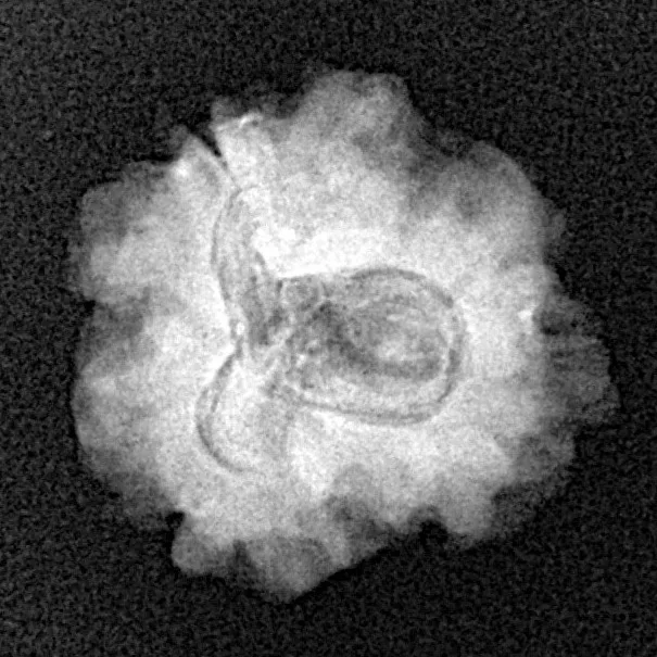 1 Mukhi Rudraksha 19.7mm 2.29gm - Xray