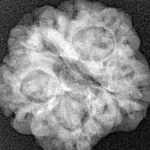 1MK(Underdeveloped) 19.6mm 2.89gm - Xray