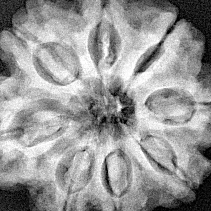 8 Mukhi Rudraksha 27.4mm 6.62gm - Xray