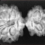 8 MK Gaurishankar 34.2mm 5.76gm - Xray