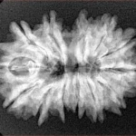 13 MK Gaurishankar 29.1mm 4.59gm - Xray