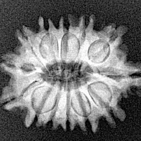 13 Mukhi Rudraksha 21.8mm 2.4gm - Xray