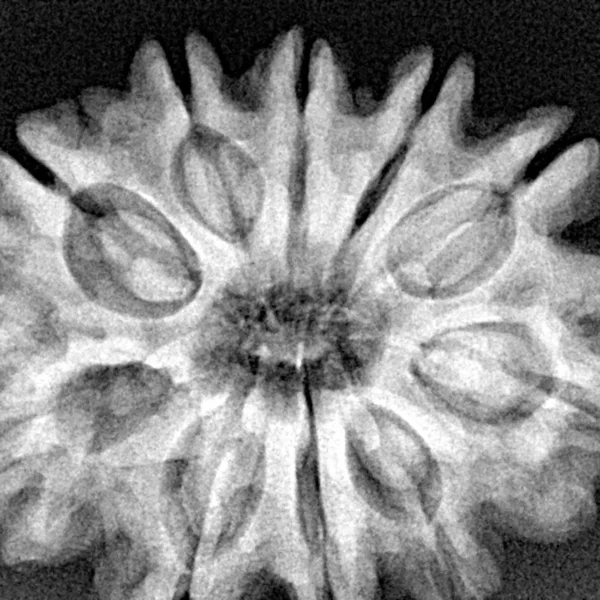 10 Mukhi Rudraksha 31.5mm 6.89gm - Xray