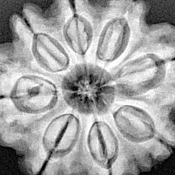 8 Mukhi Rudraksha 28.2mm 7.11gm - Xray