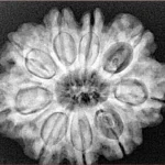 9 Mukhi Rudraksha 28mm 6gm - Origin: Nepal - Xray