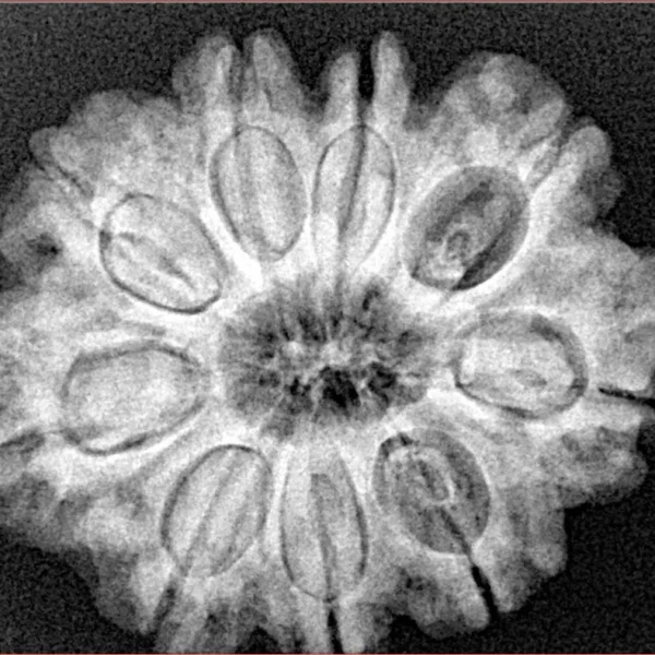 9 Mukhi Rudraksha 28mm 6gm - Origin: Nepal - Xray