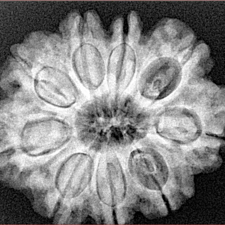 9 Mukhi Rudraksha 28mm 6gm - Origin: Nepal - Xray