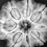 8 Mukhi Rudraksha 28.8mm 7.45gm - Xray