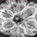 8 Mukhi Rudraksha 32.5mm 8.32gm - Xray
