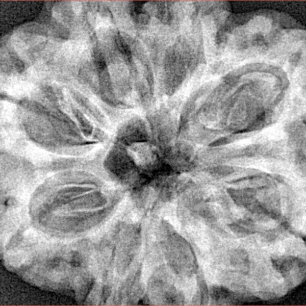 8 Mukhi Rudraksha 32.5mm 8.32gm - Xray