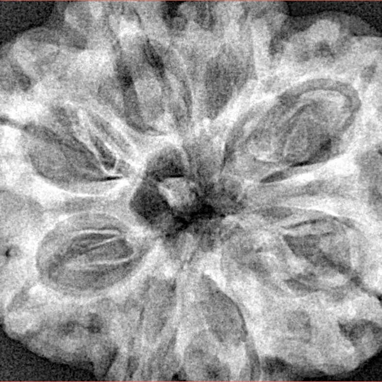 8 Mukhi Rudraksha 32.5mm 8.32gm - Xray