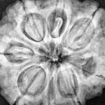 8 Mukhi Rudraksha 28.4mm 7.54gm - Xray