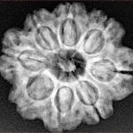 8 Mukhi Rudraksha 23.7mm 4.28gm - Xray