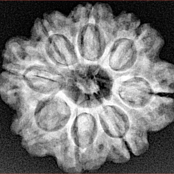 8 Mukhi Rudraksha 23.7mm 4.28gm - Xray