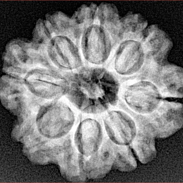 8 Mukhi Rudraksha 23.7mm 4.28gm - Xray
