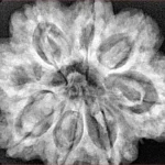8 Mukhi Rudraksha 29.7mm 7.77gm - Xray