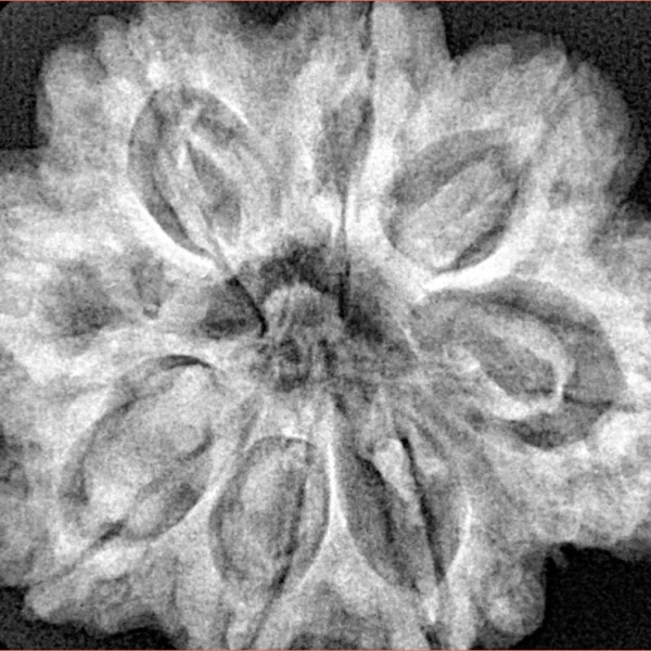 8 Mukhi Rudraksha 29.7mm 7.77gm - Xray