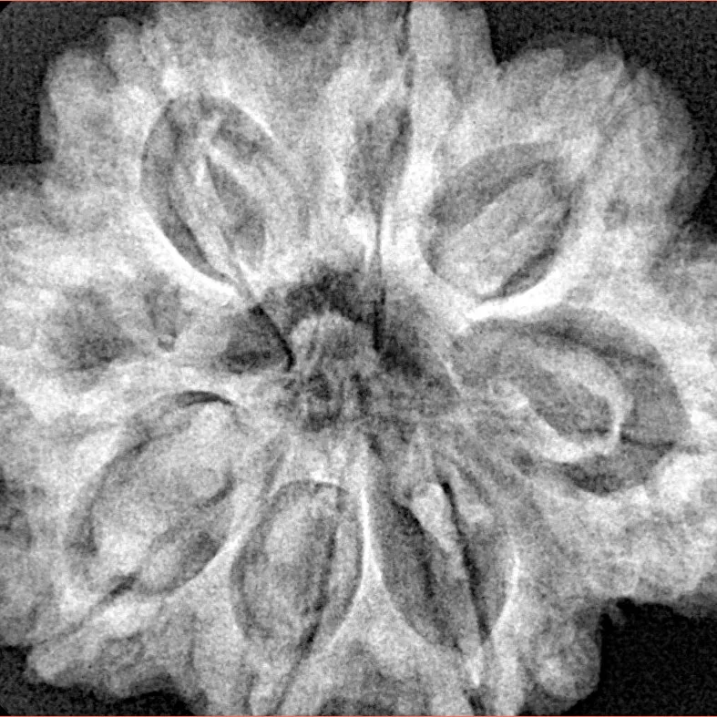 8 Mukhi Rudraksha 29.7mm 7.77gm - Xray