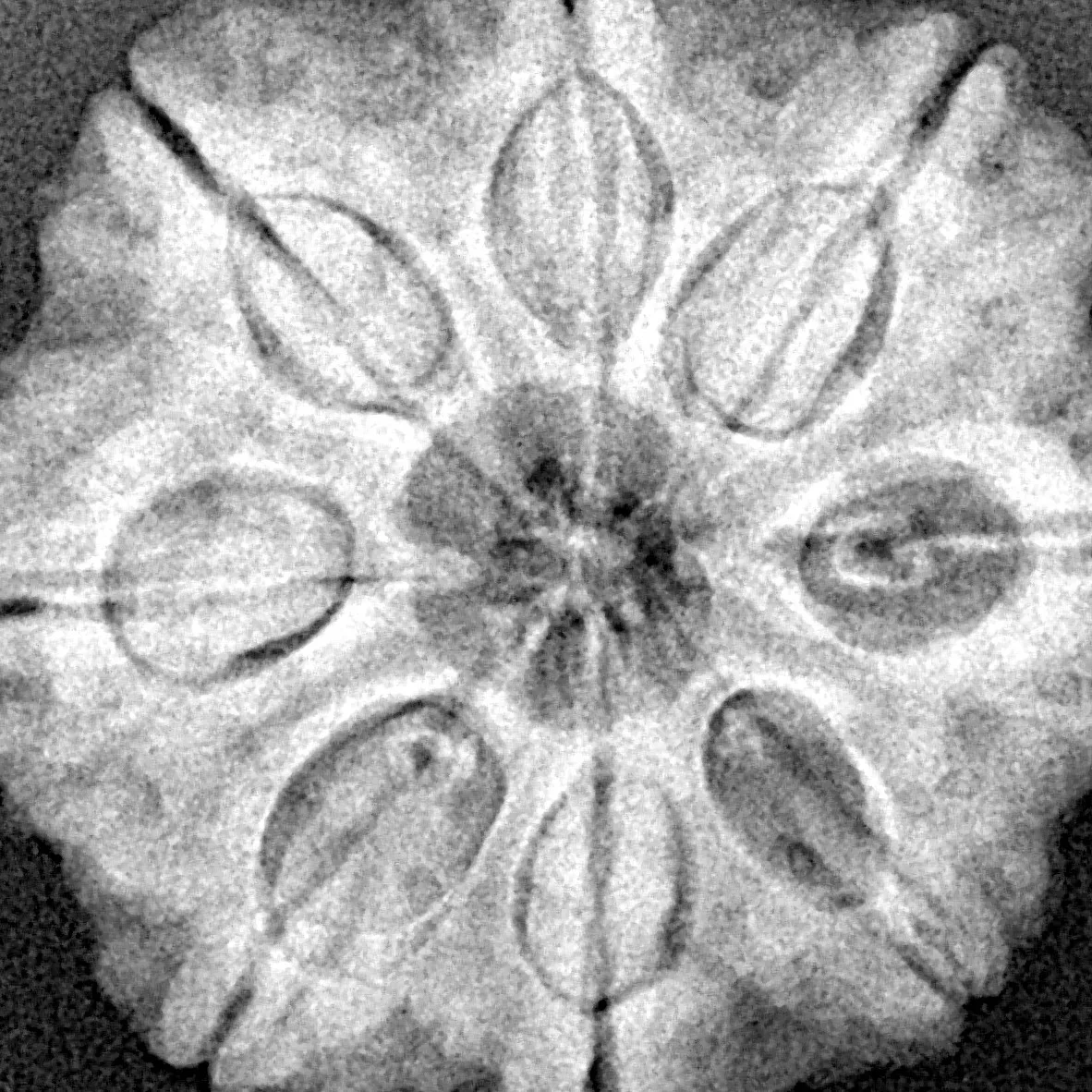 8 Mukhi Rudraksha 27.2mm 7gm - Xray