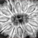 12 Mukhi Rudraksha 35.8mm 10.16gm - Xray
