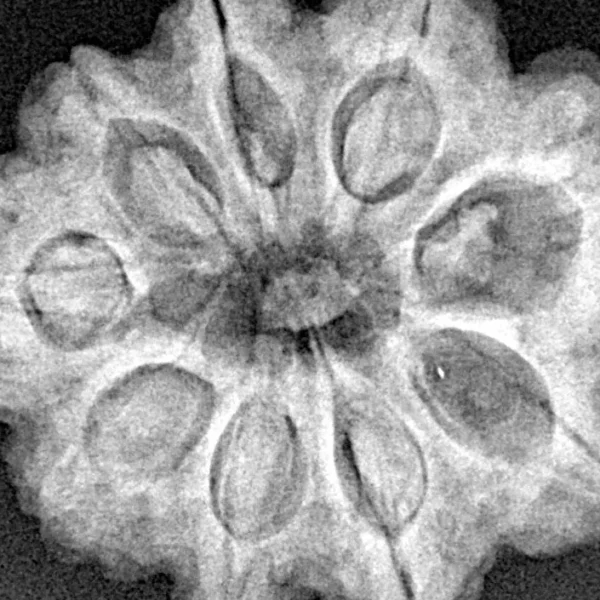 9 Mukhi Rudraksha 28.3mm 6.42gm - Xray