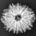 9 Mukhi Rudraksha 20.5mm 2.64gm - Xray