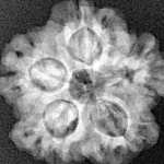1MK(Underdeveloped) 21.6mm 3.22gm - Xray