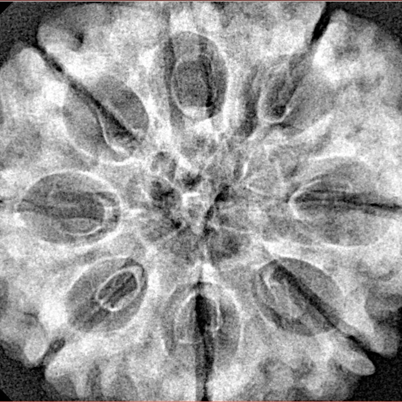 8 Mukhi Rudraksha 31.4mm 7.31gm - Xray