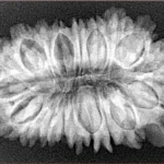 19 Mukhi Ganesh 32.1mm 5.33gm - Xray