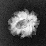 1 Mukhi Rudraksha 18.1mm 1.82gm - Xray