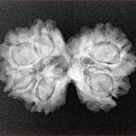 7 MK Gaurishankar 25.7mm 3.68gm - Xray