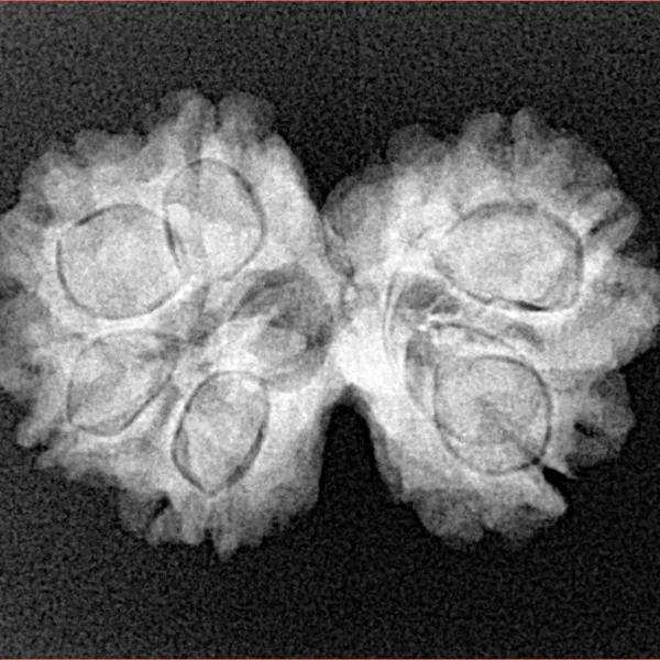 7 MK Gaurishankar 25.7mm 3.68gm - Xray