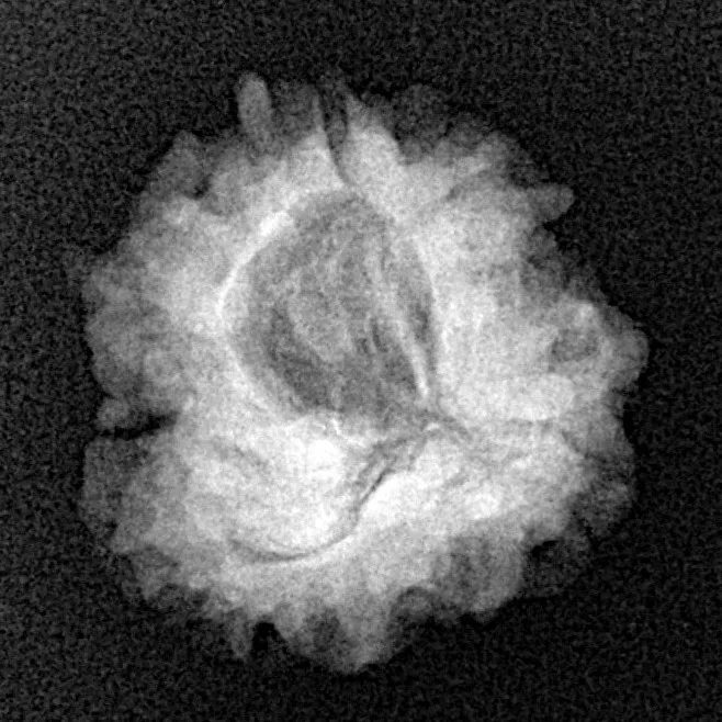 1 Mukhi Rudraksha 21.4mm 2.38gm - Xray