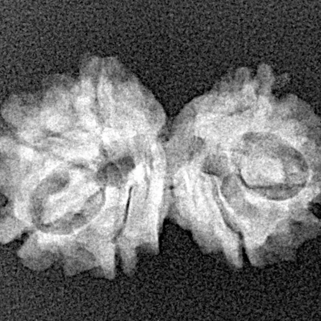 7 MK Gaurishankar 22.8mm 2.02gm - Xray