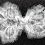 6 Mk Gaurishankar 32.6mm 6.64gm - Xray