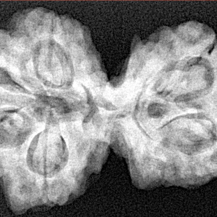6 Mk Gaurishankar 32.6mm 6.64gm - Xray