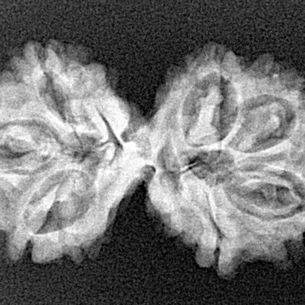 7 MK Gaurishankar 29.7mm 3.43gm - Xray