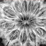 12 Mukhi Rudraksha 37.2mm 8.82gm - Xray