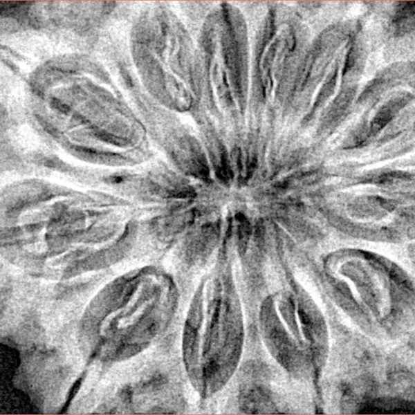 12 Mukhi Rudraksha 37.2mm 8.82gm - Xray