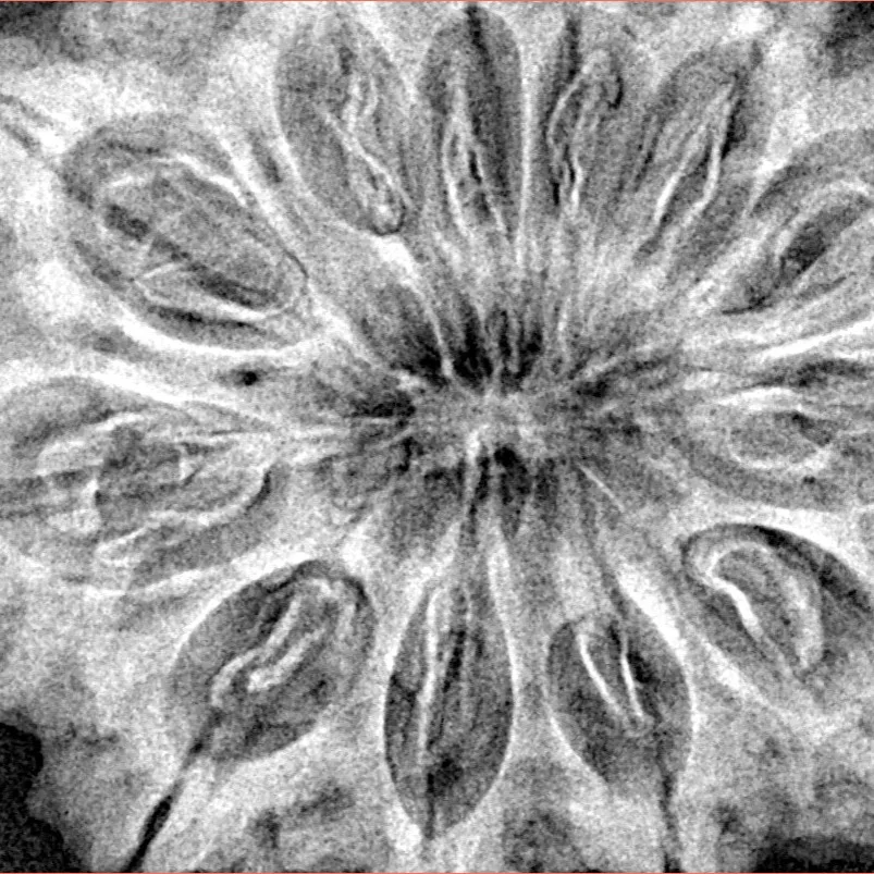 12 Mukhi Rudraksha 37.2mm 8.82gm - Xray