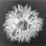 10 Mukhi Rudraksha 22.9mm 2.37gm - Xray