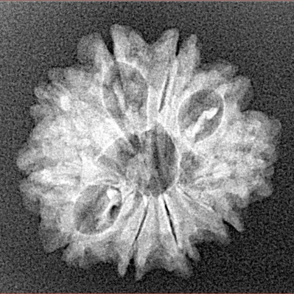 10 Mukhi Rudraksha 22.9mm 2.37gm - Xray