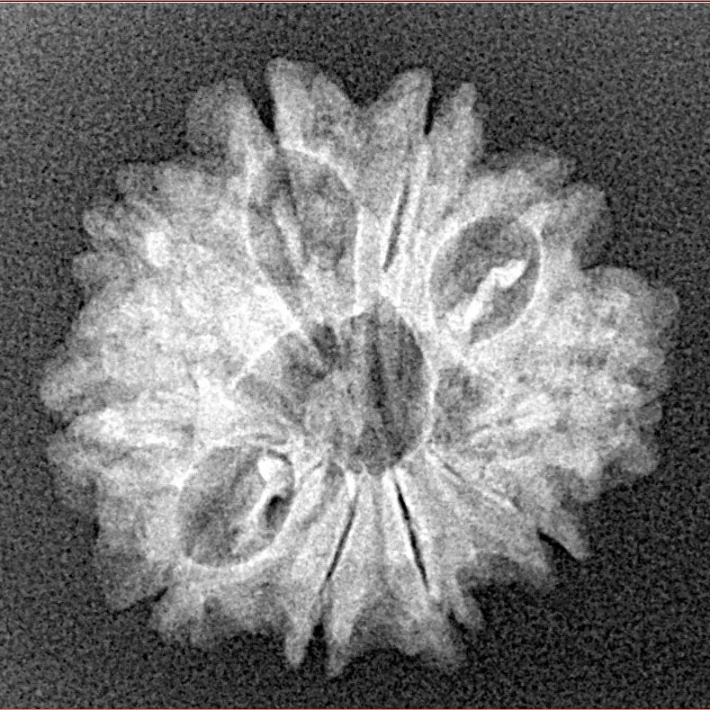 10 Mukhi Rudraksha 22.9mm 2.37gm - Xray
