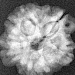 1MK(Underdeveloped) 20.6mm 3.18gm - Xray