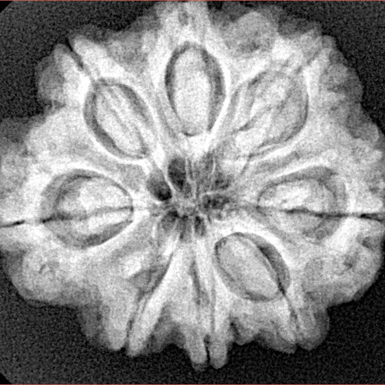 8 Mukhi Rudraksha 26.6mm 6gm - Xray