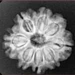 8 Mukhi Rudraksha 23.6mm 3.89gm - Xray